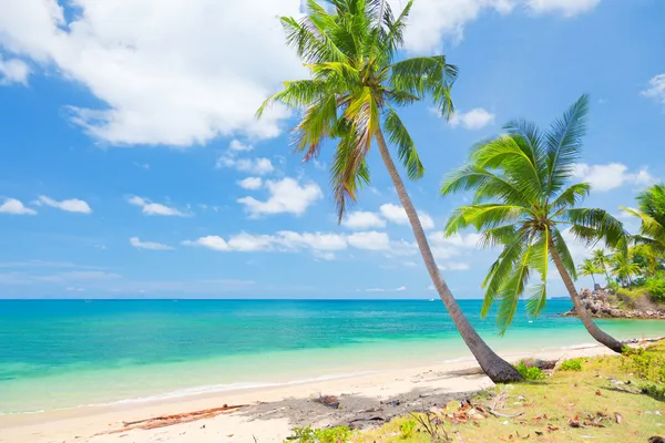 Tropikalna plaża z palmą kokosową — Zdjęcie stockowe