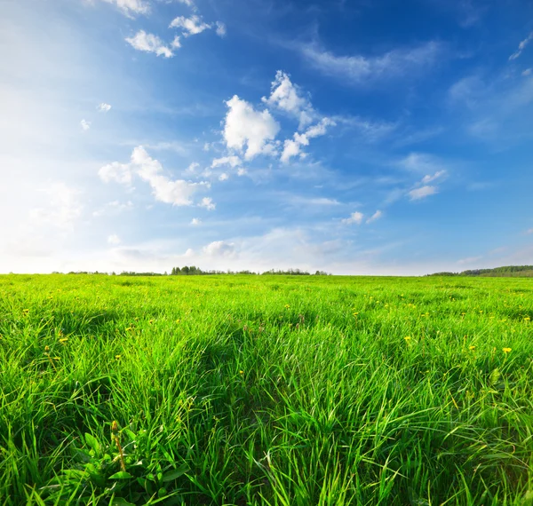 Green field under blue sky — Stock Photo, Image