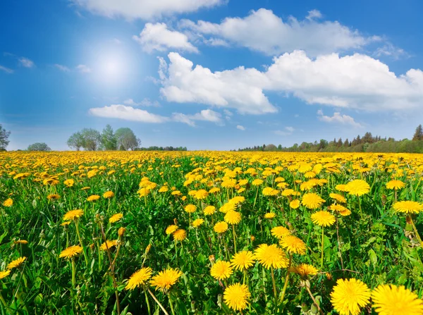 Gula blommor kulle under blå molnig himmel — Stockfoto