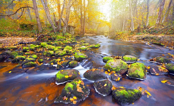 Flod i höstskogen — Stockfoto