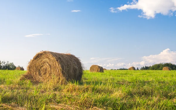 Hooibalen in een veld — Stockfoto