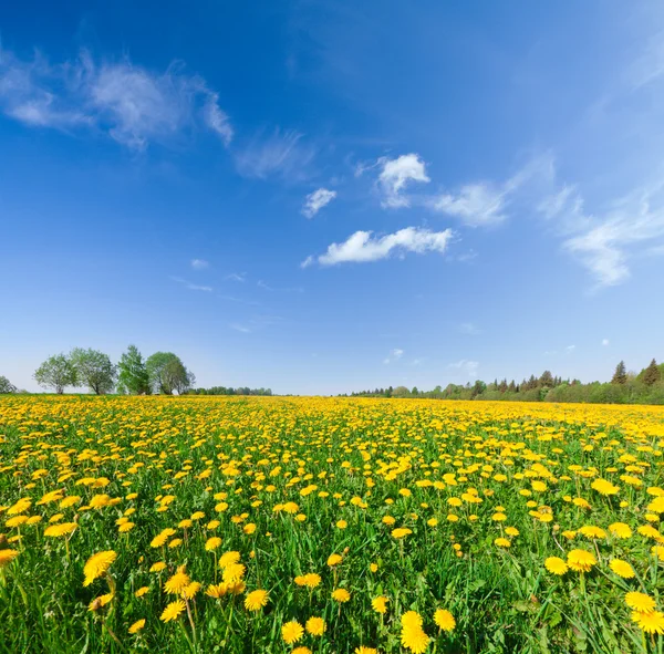 Gelbe Blütenberge unter blauem bewölkten Himmel — Stockfoto