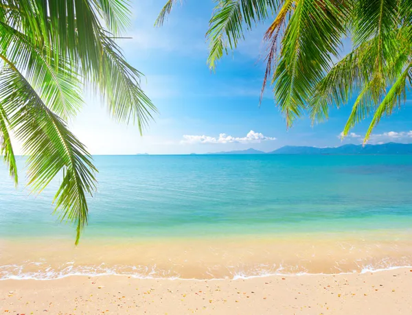 Palm and tropical beach Stock Picture