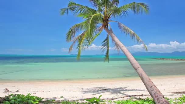 Tropical beach with coconut palm — Stock Video