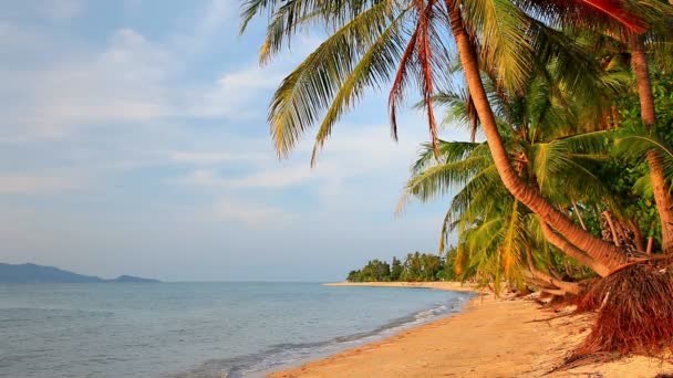 Тропический пляж с кокосовой пальмой — стоковое видео