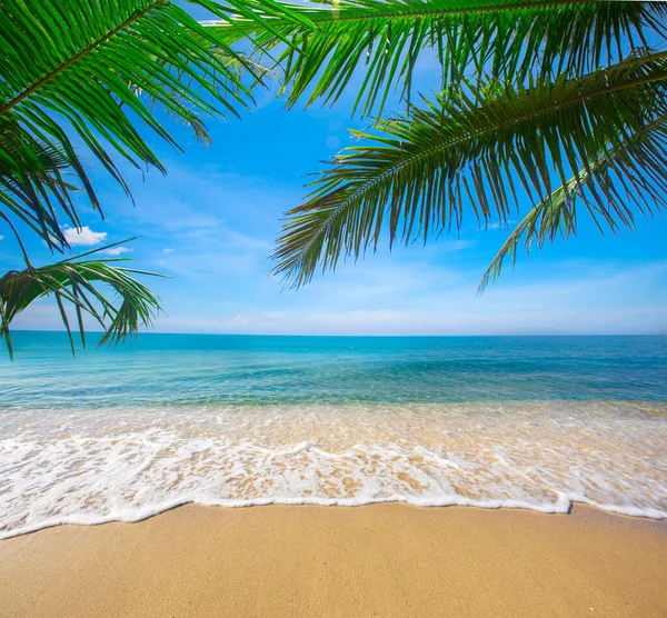 Praia Tropical Com Coqueiro — Fotografia de Stock