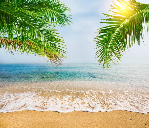 Tropische Strand Met Kokospalm Stockfoto