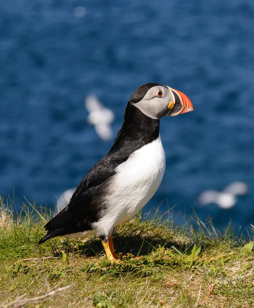 Atlantische papegaaiduiker — Stockfoto