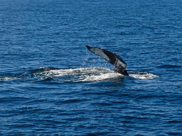Baleias — Fotografia de Stock