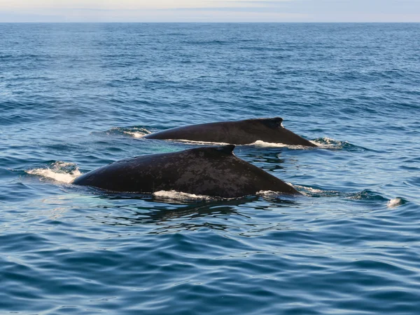 Wieloryby — Zdjęcie stockowe