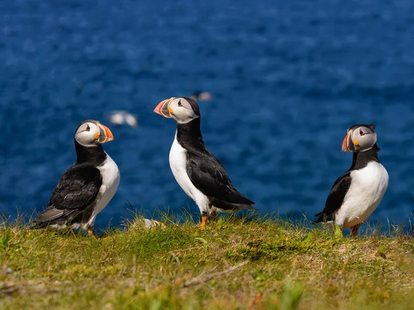 Atlantic puffins — Stock Photo, Image