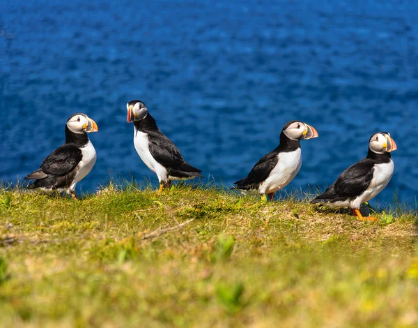 Atlantic puffins — Stock Photo, Image