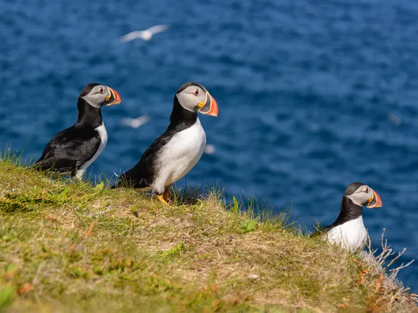 Atlantische papegaaiduikers — Stockfoto