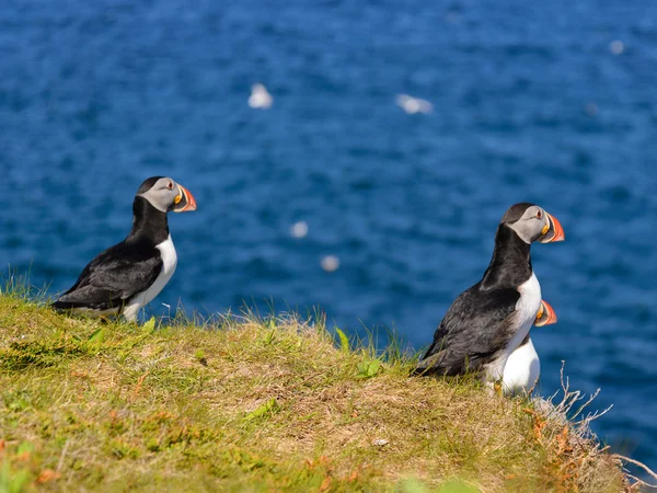 Atlantik martılar — Stok fotoğraf