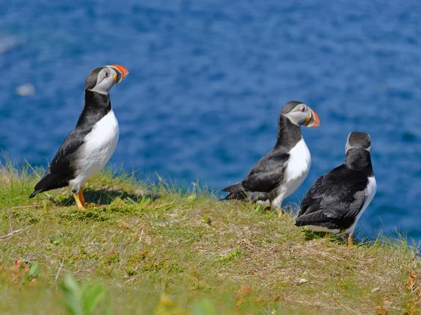 Atlantic puffins — Stock Photo, Image