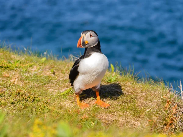 Atlantische papegaaiduiker — Stockfoto