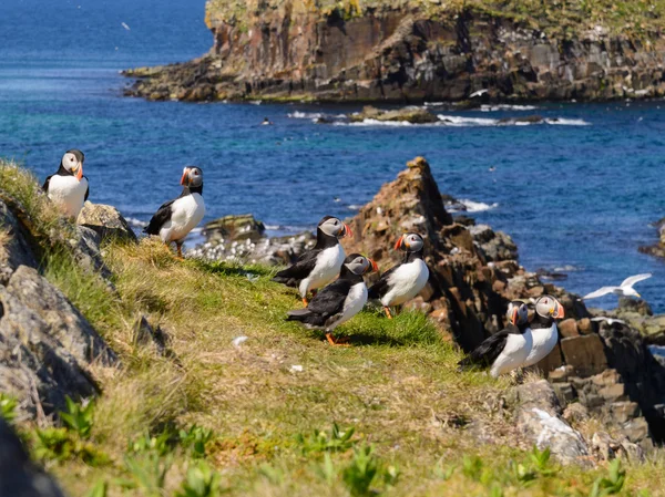 Atlantische papegaaiduikers — Stockfoto