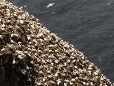 Kuzey gannets
