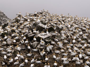 Kuzey gannets