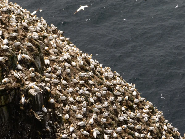 Gannets do Norte — Fotografia de Stock