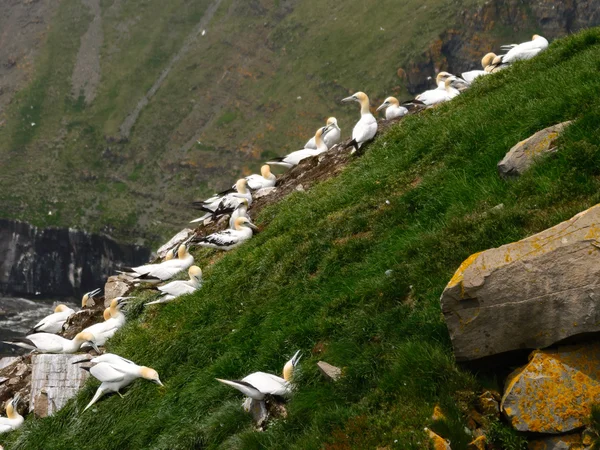 Northern gannets — Stock Photo, Image