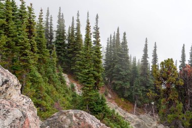 Kanada, Vancouver 'da yaz ormanı