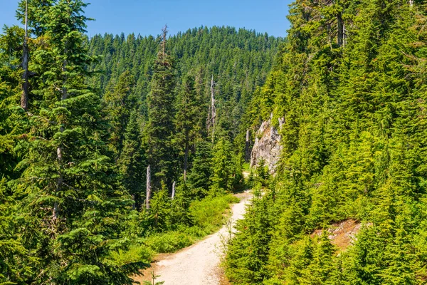 Kanada, Vancouver 'da yaz ormanı