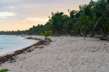 Bir yaz gününde Meksika kıyıları
