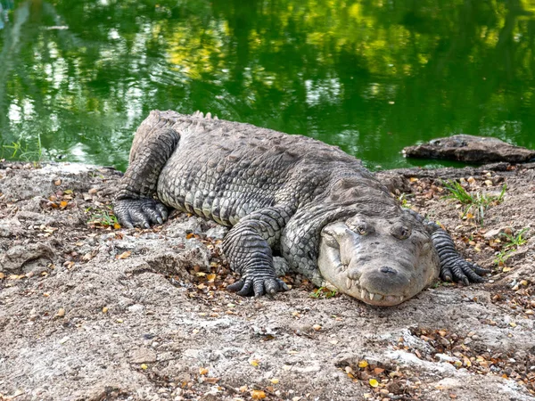 Meksika, Cancun yakınlarındaki çiftlikte yaşlı bir timsah.