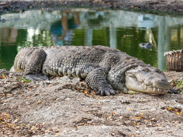 Старый Крокодил Ферме Недалеко Канкуна Мексика Лицензионные Стоковые Изображения
