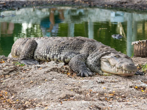 Cocodrilo Viejo Granja Cerca Cancún México Imágenes de stock libres de derechos