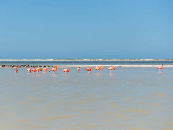 Różowe Flamingi Rio Lagartos Meksyku Zdjęcia Stockowe bez tantiem