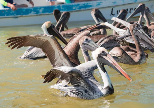 Grupo Pelicanos Wate Imagem De Stock