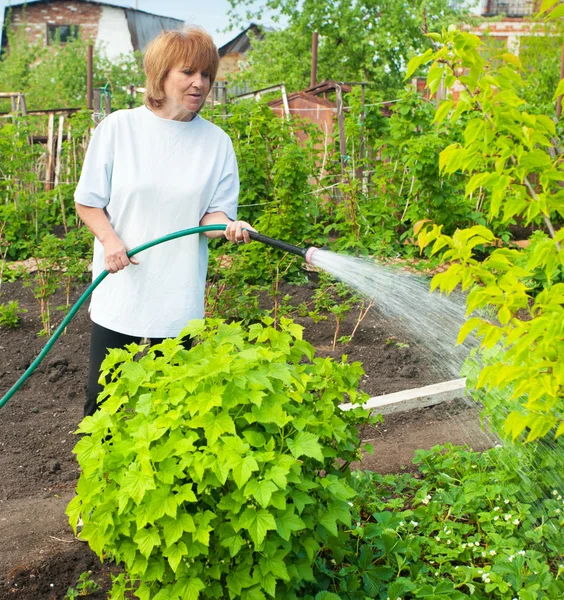Woman watering garden beds — Stock Photo, Image