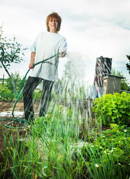 Женщина поливает садовые кровати — стоковое фото