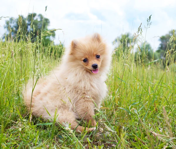 Pomerania — Foto Stock