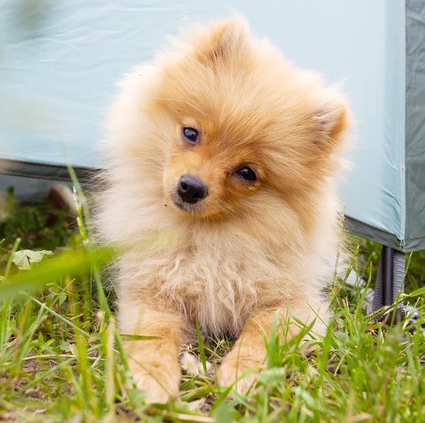 Pomerania — Foto Stock