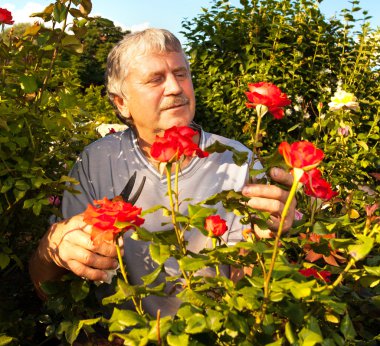 Bahçede güllerle ilgilenen bir adam