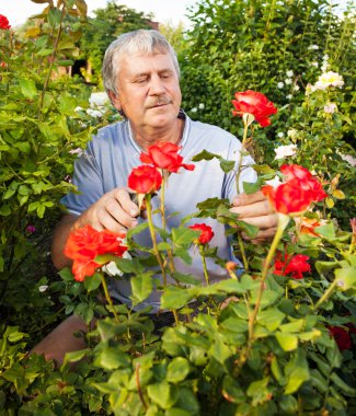 Bahçede güllerle ilgilenen bir adam