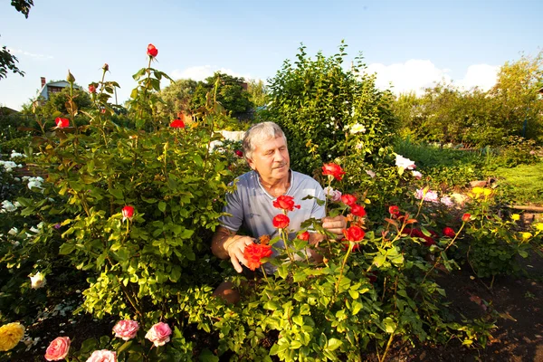 Man die voor rozen zorgt in de tuin — Stockfoto