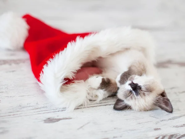 키튼은 크리스마스 모자를 고양이는 바닥에서 — 스톡 사진