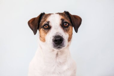 Jack Russell teriyer köpeğinin portresi. Bir evcil hayvanın stüdyo fotoğrafı.