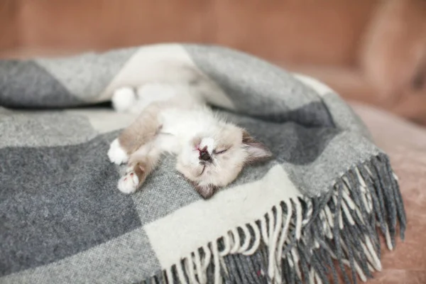 Katze Entspannt Auf Strickkariert Herbst Oder Winterkonzept Details Des Lebensstils — Stockfoto