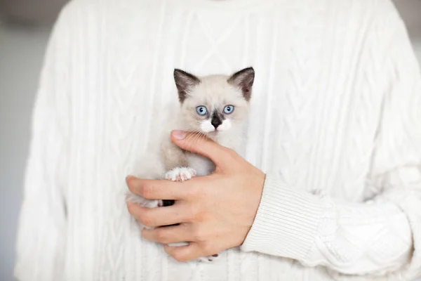 Ένα Μικρό Κομμένο Γατάκι Στο Χέρι Άνθρωπος Προστατεύει Μια Γάτα — Φωτογραφία Αρχείου