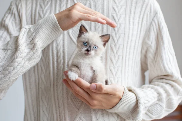 Klein Gesneden Katje Bij Hand Mens Beschermt Een Kat — Stockfoto