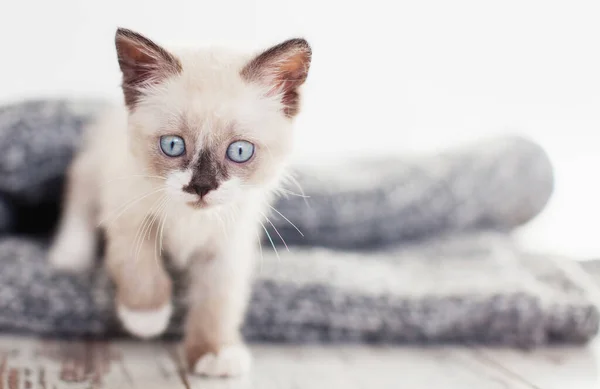 Γατάκι Λευκή Πλεκτή Κουβέρτα Μια Μικρή Γάτα Στο Σπίτι — Φωτογραφία Αρχείου