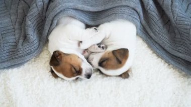 Yeni doğmuş köpek örgü örülmüş ekose üzerinde uyuyor.