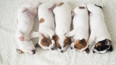 Bir grup yeni doğmuş yavru köpek uyuyor.