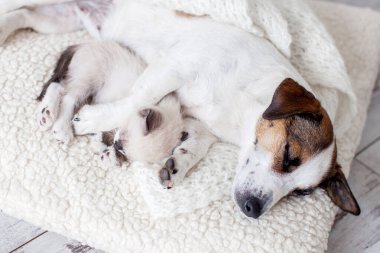 Köpek ve kedi yatıyorlar. Evde beyaz battaniyeye sarılı köpek ve kedi yavrusu.