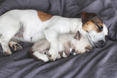 Köpek ve kedi yatıyorlar. Köpek ve küçük kedi yatakta gri battaniyenin üzerinde